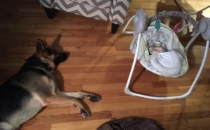 Odin practicing his settle near the new baby swing. Good Boy!
