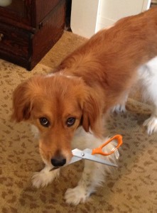 Pinball guarding a pair of scissors. Note the whale eye